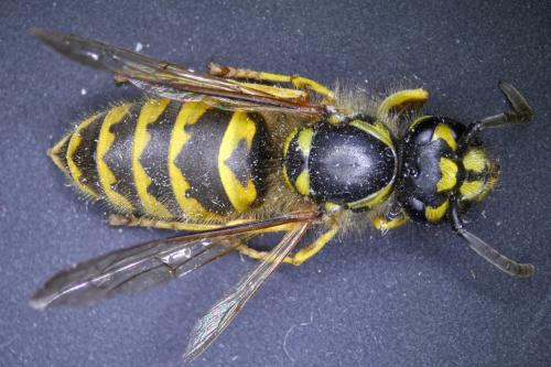 Vespula vulgaris